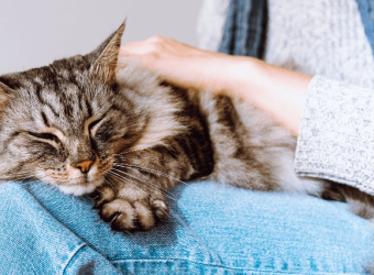 Heartworm in Cats: Why You Shouldn&#039;t Wait Until There Are Symptoms