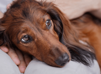 Heartworm in Dogs: Why You Shouldn’t Wait Until There are Symptoms
