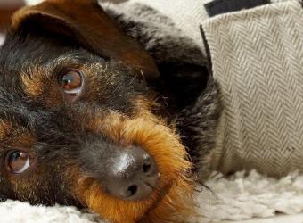 What Every Pet Owner Should Know About Canine and Feline Seizures