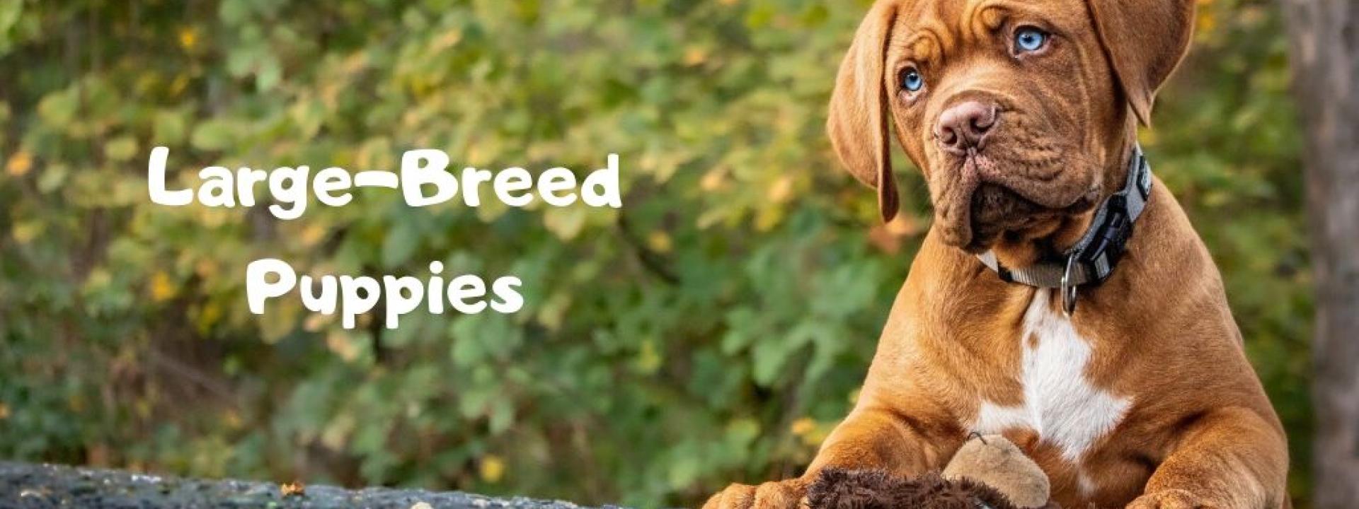 large-breed-puppies-blog-header