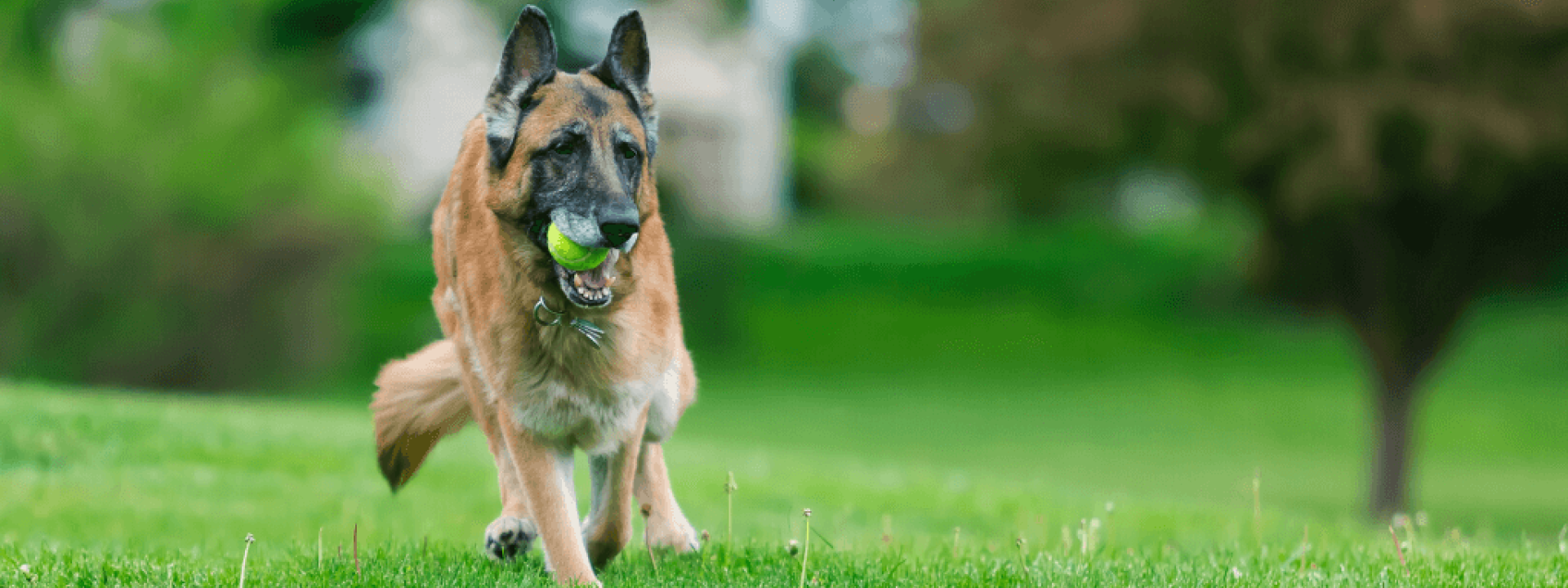 Old purebred German Shepherd Dog outside in grass.