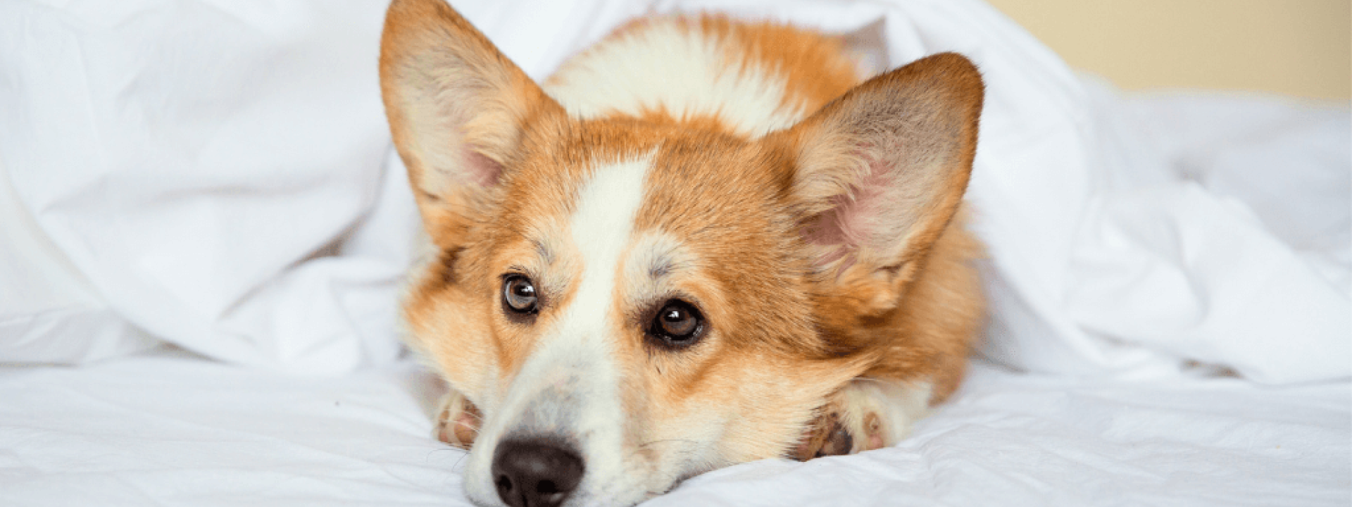 Corgi puppy lying on the bed under the covers and looking at the camera